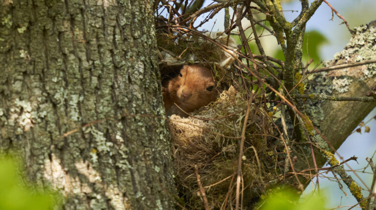 Distinguishing Between Bird Nests And Squirrel Nests