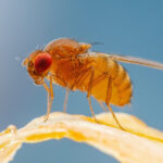 Diy Fruit Fly Trap Easy Steps To Create Your Own