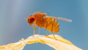 Diy Fruit Fly Trap Easy Steps To Create Your Own