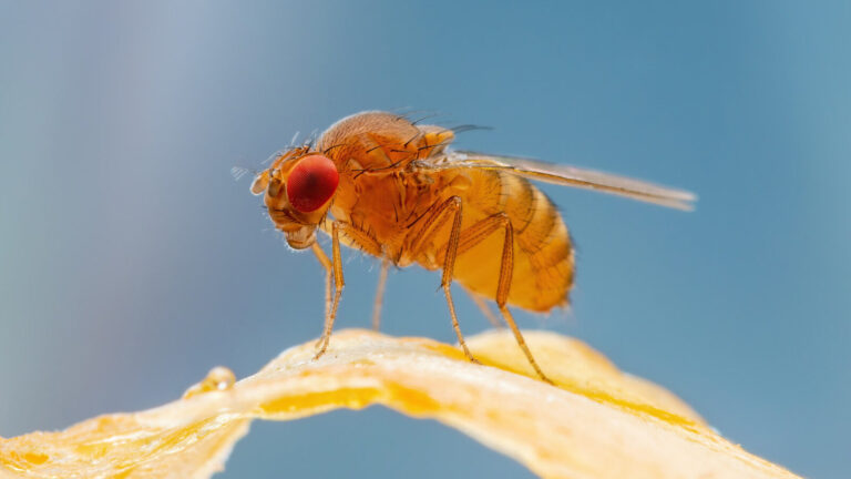 Diy Fruit Fly Trap Easy Steps To Create Your Own
