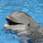 Florida Beach Boat Tours Use Trick To Attract Dolphins