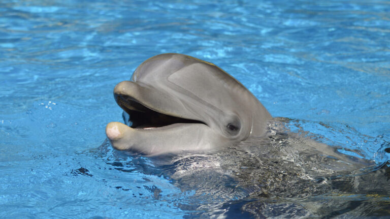 Florida Beach Boat Tours Use Trick To Attract Dolphins