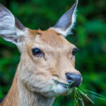 Herbivores Eating Meat Surprising Facts About Their Diet