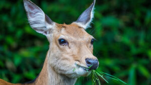 Herbivores Eating Meat Surprising Facts About Their Diet