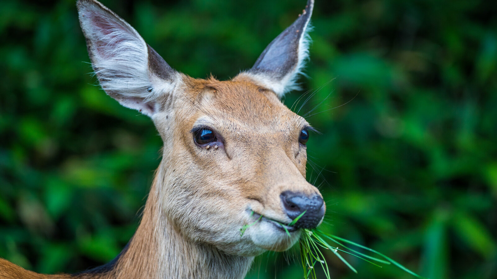Herbivores Eating Meat Surprising Facts About Their Diet