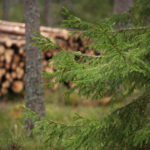 Impact Of Tree Cutting On Ecosystem Health And Balance