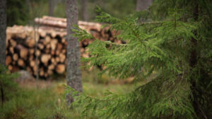 Impact Of Tree Cutting On Ecosystem Health And Balance
