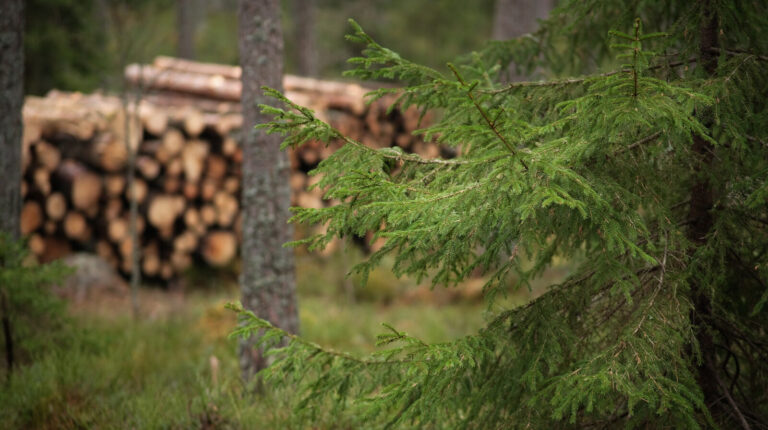 Impact Of Tree Cutting On Ecosystem Health And Balance