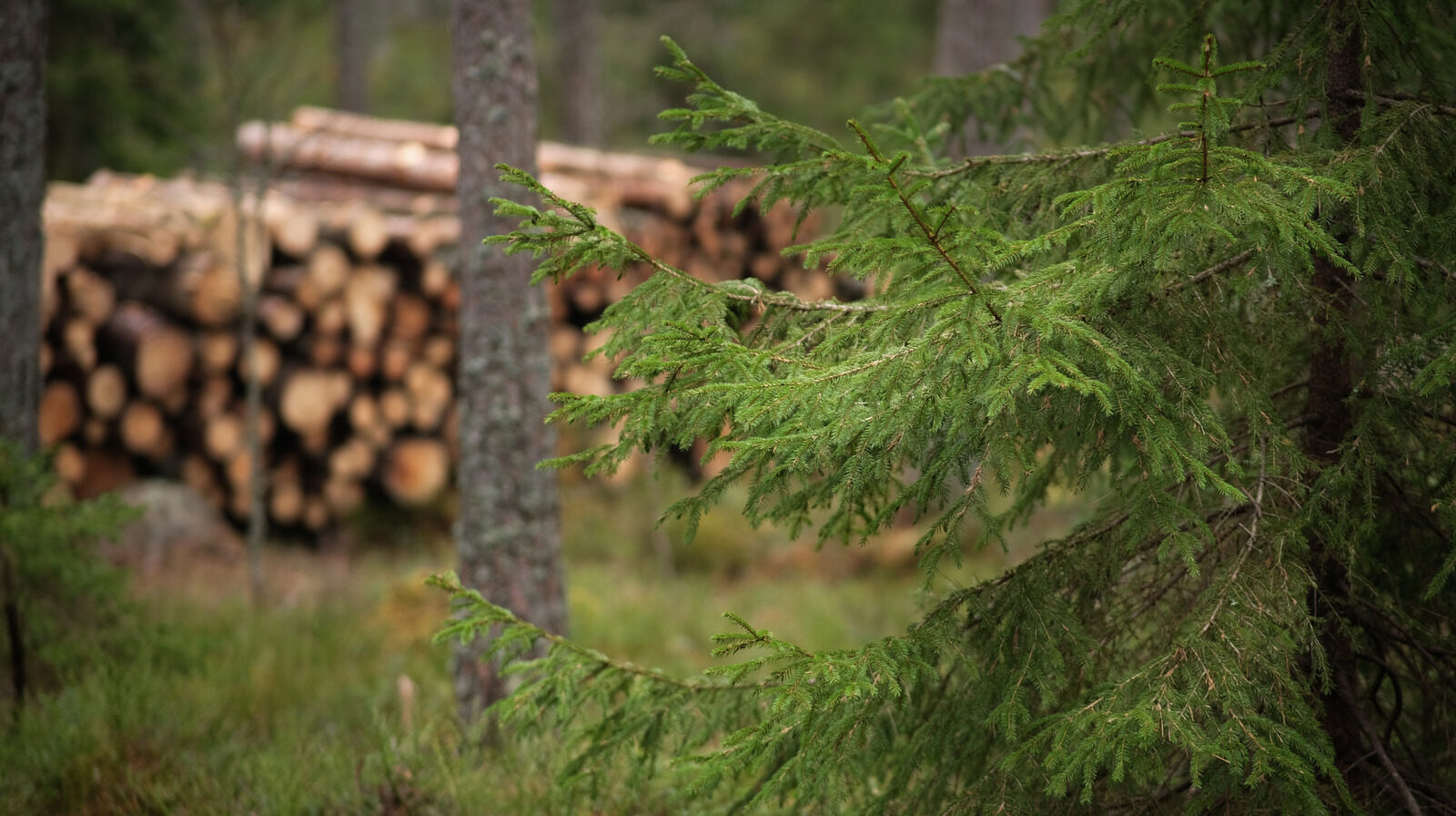 Impact Of Tree Cutting On Ecosystem Health And Balance