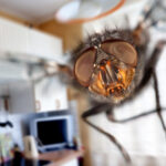 Natural Ways To Get Rid Of Flies In Your Home