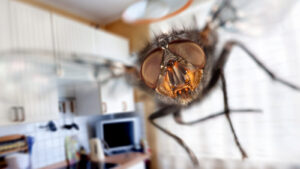 Natural Ways To Get Rid Of Flies In Your Home