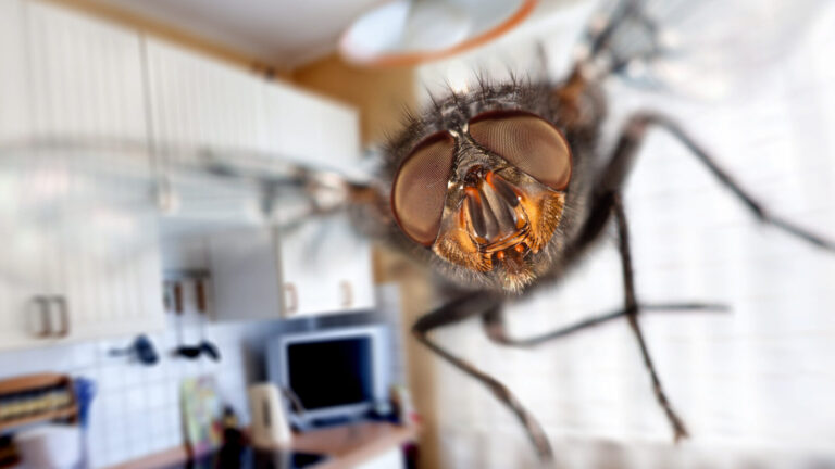 Natural Ways To Get Rid Of Flies In Your Home