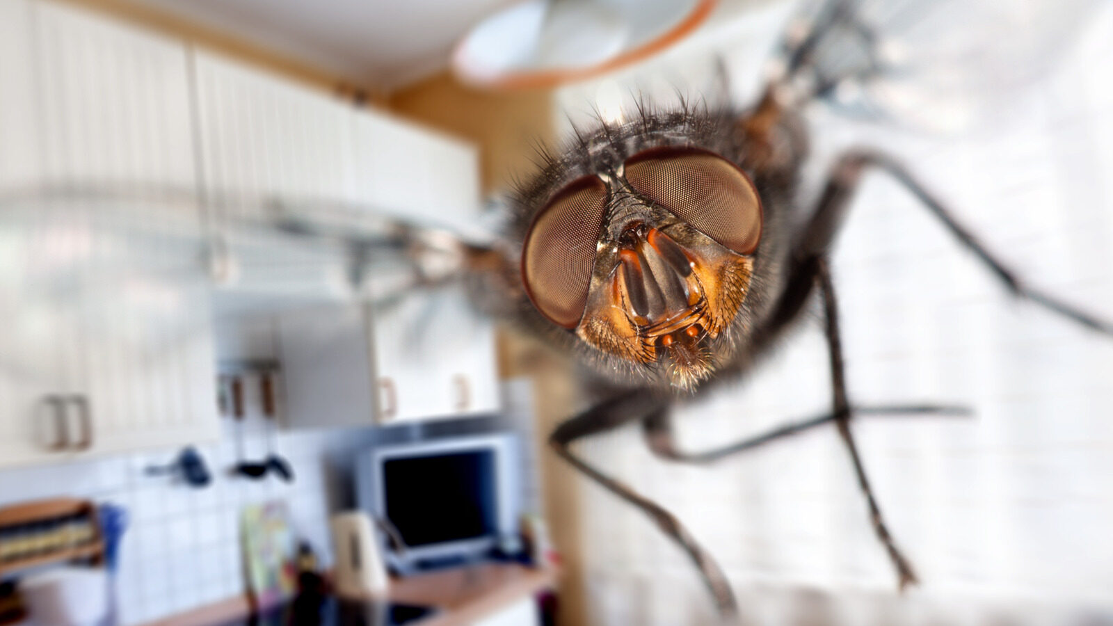 Natural Ways To Get Rid Of Flies In Your Home