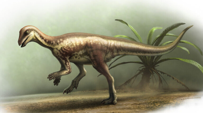 New Jurassic Dinosaur Species Reveals 150 Million Year Old Mystery