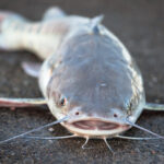 New River Species Discovered With Predator Weighing 220 Pounds