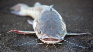 New River Species Discovered With Predator Weighing 220 Pounds
