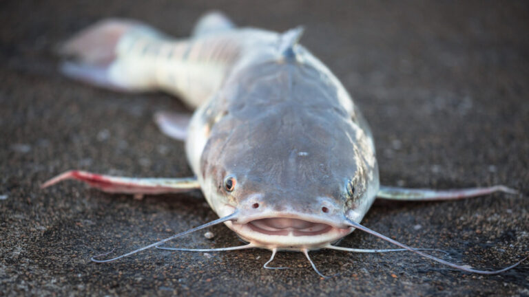 New River Species Discovered With Predator Weighing 220 Pounds