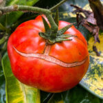 Reasons Why Tomatoes Crack During Ripening
