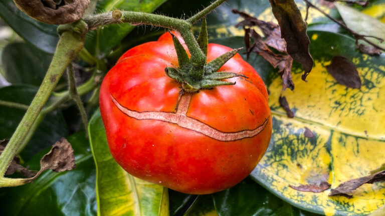 Reasons Why Tomatoes Crack During Ripening