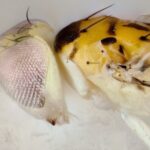Scientists Discover New Species In Texas Hidden Nearby