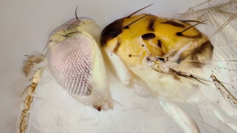 Scientists Discover New Species In Texas Hidden Nearby