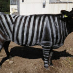 Scientists Reveal Surprising Reason For Painting Cows As Zebras