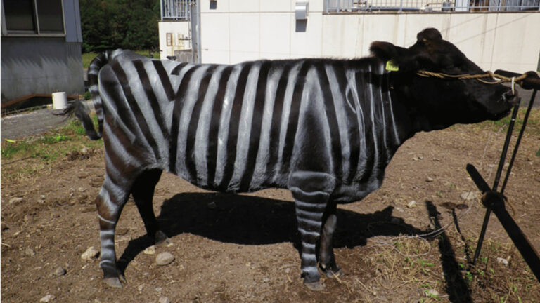 Scientists Reveal Surprising Reason For Painting Cows As Zebras