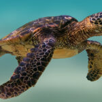 Sea Turtles Thriving On Unexpected State Coast