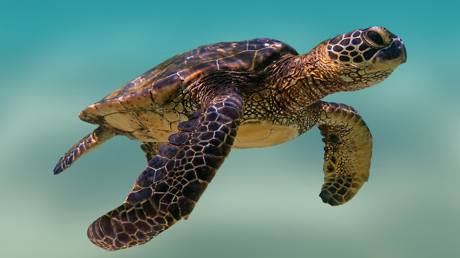 Sea Turtles Thriving On Unexpected State Coast
