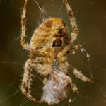 Spider Species Resorting To Cannibalism For Surprising Reasons