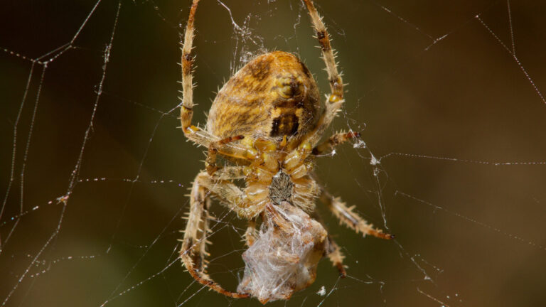 Spider Species Resorting To Cannibalism For Surprising Reasons