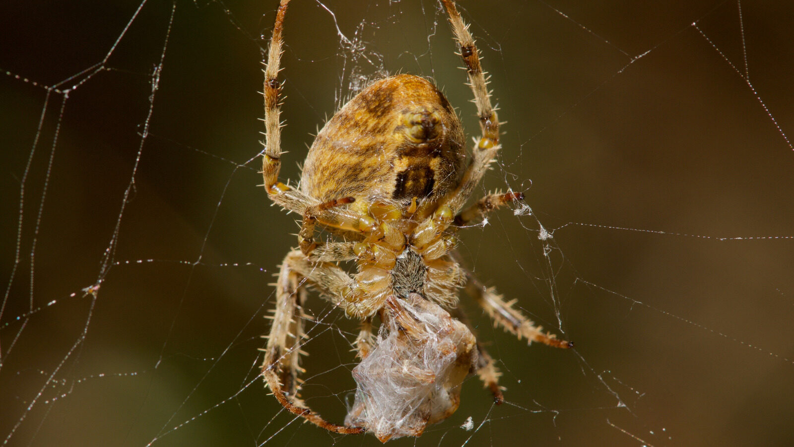 Spider Species Resorting To Cannibalism For Surprising Reasons