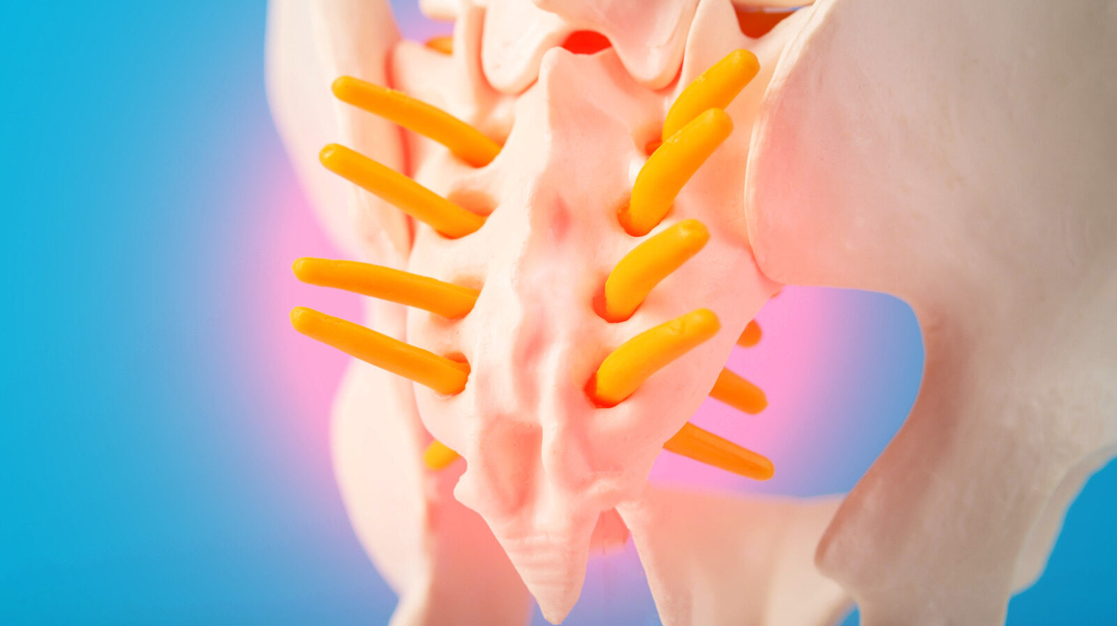 The Overlooked Part Of Your Spine That Is Actually Important