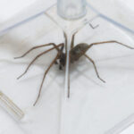 The Surprising Reason Not To Squash Spiders In Your Home