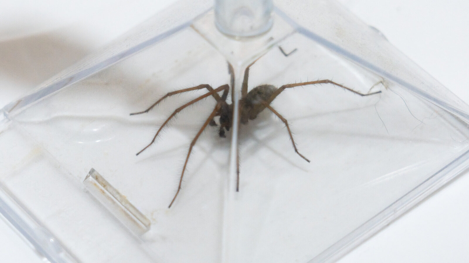 The Surprising Reason Not To Squash Spiders In Your Home