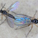 Understanding Fungus Gnats And Effective Removal Methods