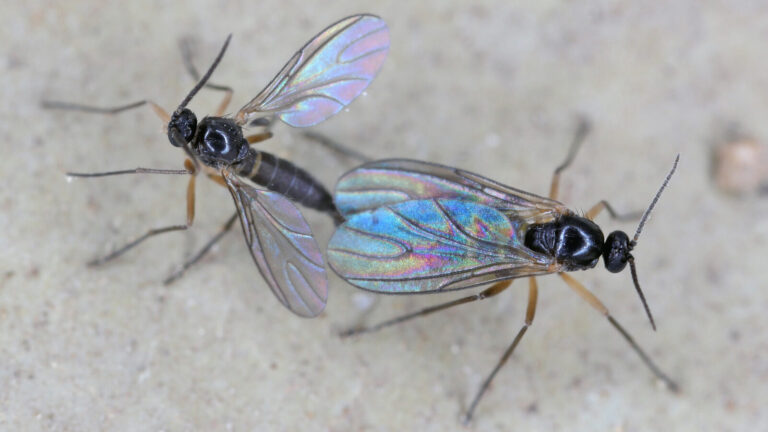 Understanding Fungus Gnats And Effective Removal Methods