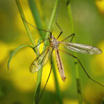What Are The Big Mosquitoes Known As