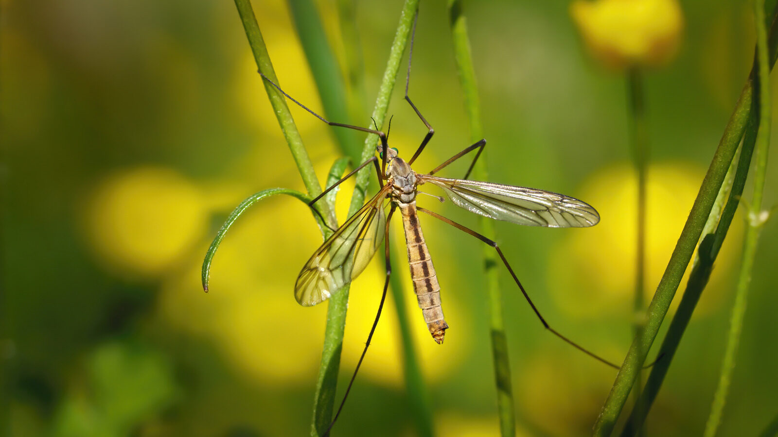What Are The Big Mosquitoes Known As
