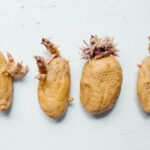 What Are The Growths That Emerge From Potatoes