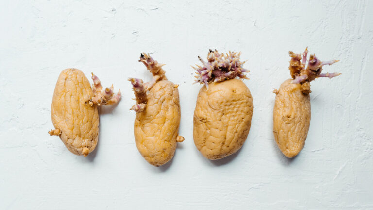 What Are The Growths That Emerge From Potatoes
