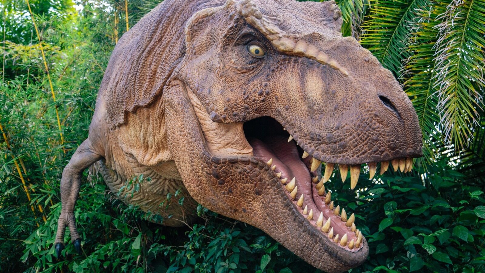 What The Tyrannosaurus Rex Really Looked Like