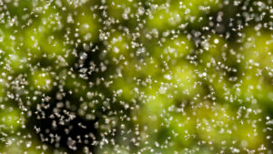 Why Do Some Ants Have Wings