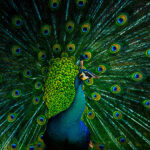 Why Male Birds Are More Colorful Than Females
