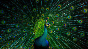 Why Male Birds Are More Colorful Than Females