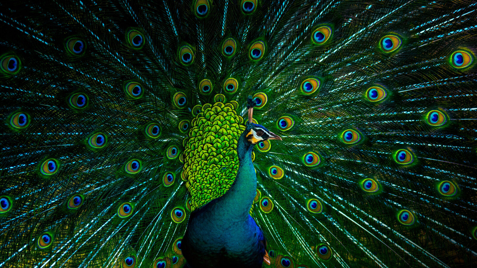 Why Male Birds Are More Colorful Than Females