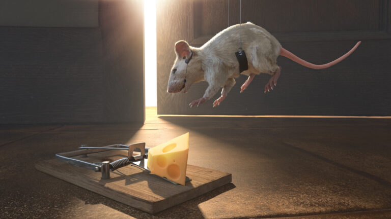 Why Mice Avoid Your Traps And What To Do About It