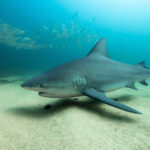 Why Most Sharks Cannot Survive In The Great Lakes