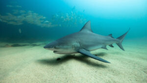 Why Most Sharks Cannot Survive In The Great Lakes