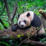 Why Pandas Have Not Become Extinct Yet